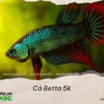 Cá Betta 5k