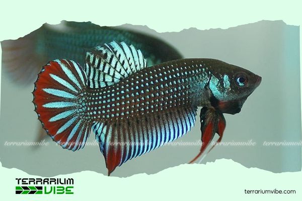 Cá Betta 5k 2 Cá Betta 5k có kích thước phổ biến từ 2–5cm, màu đỏ, xanh dương, xanh lá