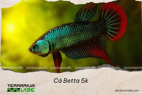 ca-betta-5k Cá Betta 5k