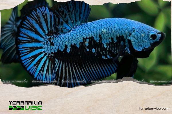 Cá Betta Samurai 3 Cách chăm sóc Betta Samurai khỏe mạnh trong terrarium