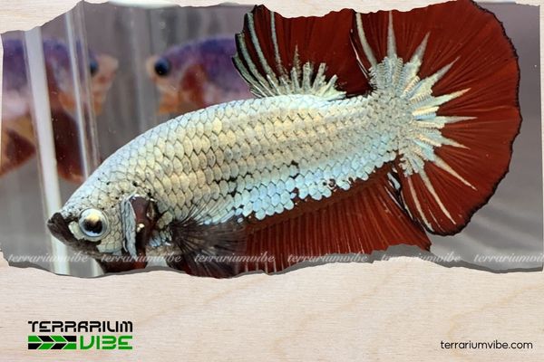 Cá Betta Samurai 1 Cá Betta Splendens Samurai thuộc dòng Betta cảnh nước ngọt