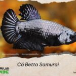 Cá Betta Samurai
