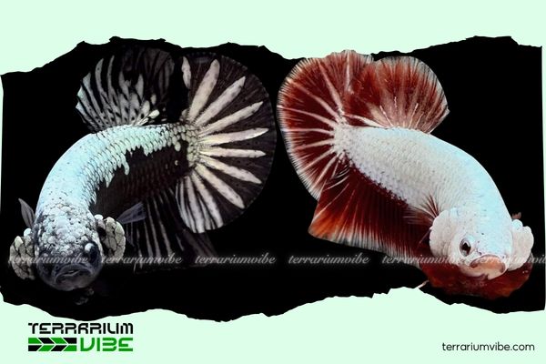 Cá Betta Samurai 2 Hình dáng cá Red Samurai và Black Samurai