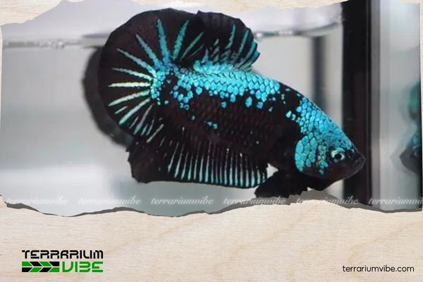Cá Betta Samurai 4 Giá bán cá Betta Samurai
