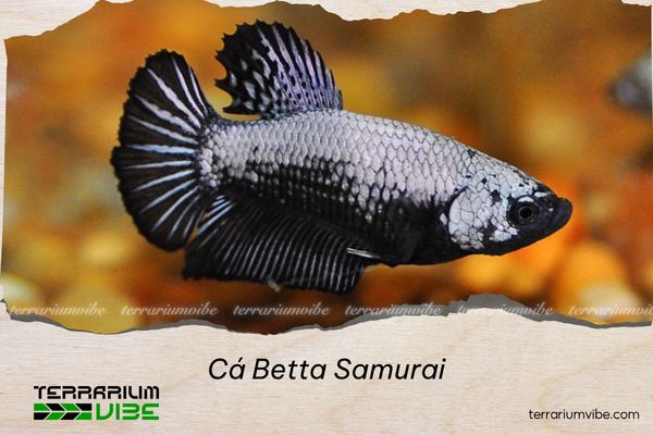 ca-betta-samurai Cá Betta Samurai