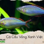 cá cầu vồng xanh việt