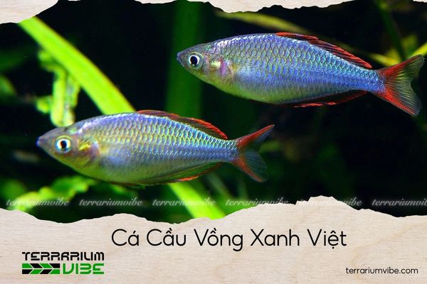 ca-cau-vong-xanh-viet cá cầu vồng xanh việt