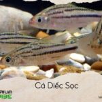 cá diếc sọc