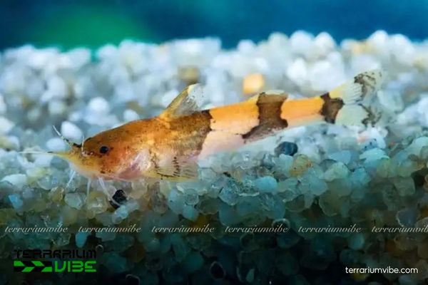 Cá Mèo Akysis 3 Điều kiện môi trường cần thiết để chăm sóc cá Mèo Akysis