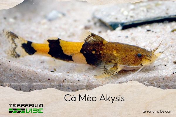ca-meo-akysis cá mèo akysis