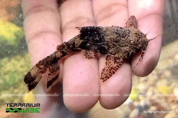 Cá Mèo Hara 2 Đặc điểm hình thái và tập tính sống của cá Mèo Hara