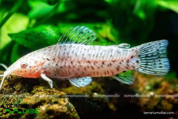 Cá Mèo Hoplo Albino 1 Tìm hiểu đặc điểm sinh học của Cá Mèo Hoplo Albino