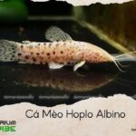 cá mèo hoplo albino