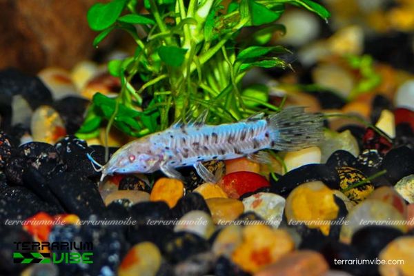 Cá Mèo Hoplo Albino 2 Đặc điểm hình thái và tập tính sống của cá Mèo Hoplo Albino