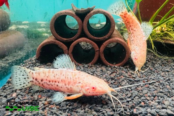 Cá Mèo Hoplo Albino 3 Điều kiện môi trường chăm sóc cần thiết cho cá Mèo Hoplo Albino
