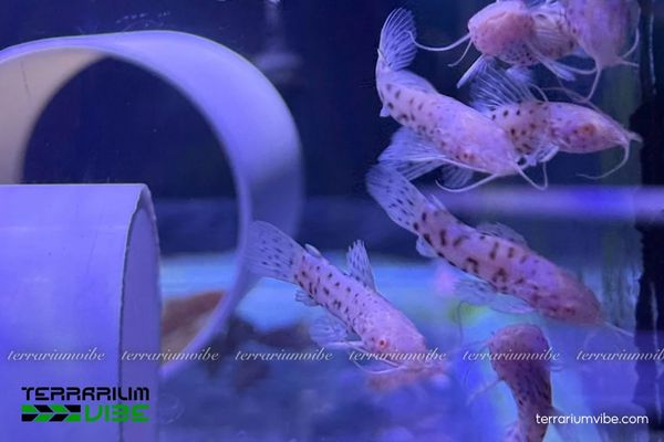 Cá Mèo Hoplo Albino 4 Tham khảo giá cá Mèo Hoplo Albino hiện nay