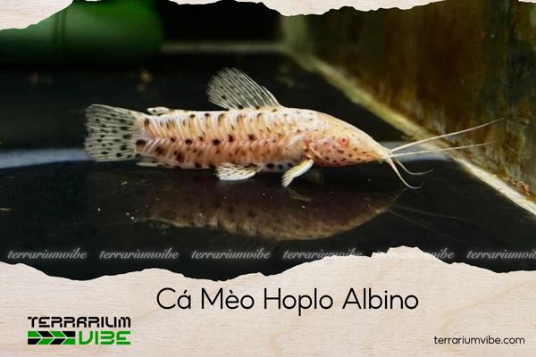 ca-meo-hoplo-albino cá mèo hoplo albino