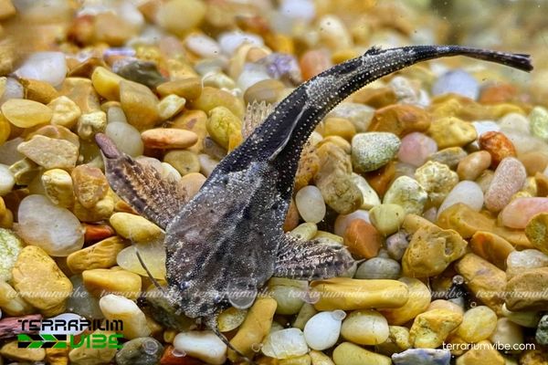 Cá Mèo Lá Nam Mỹ 1 Tìm hiểu đặc điểm sinh học của cá Mèo Lá Nam Mỹ