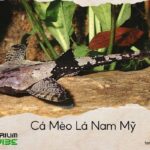 cá mèo lá nam mỹ