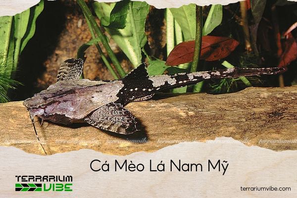 ca-meo-la-nam-my cá mèo lá nam mỹ