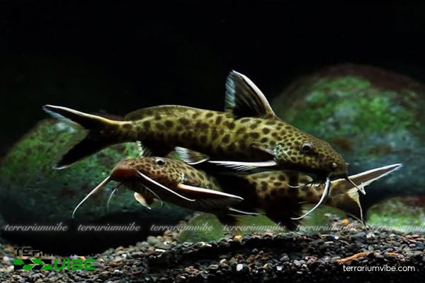 Cá Mèo Petrico 1 Tìm hiểu đặc điểm sinh học của cá Mèo Petrico