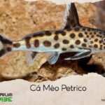 cá mèo petricola