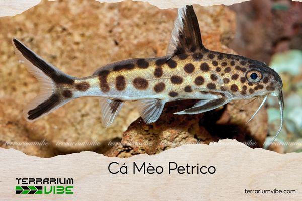 ca-meo-petrico cá mèo petricola
