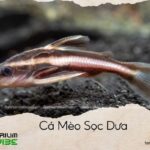 cá mèo sọc dưa
