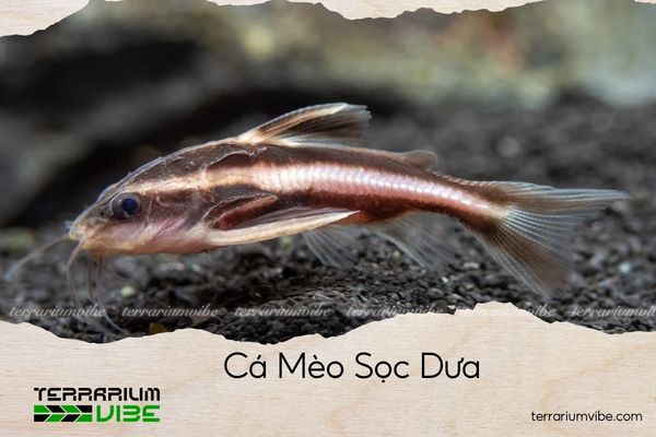 ca-meo-soc-dua cá mèo sọc dưa