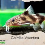 cá mèo valentina