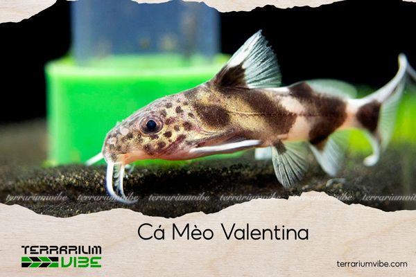 ca-meo-valentina cá mèo valentina