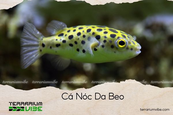 ca-noc-da-beo cá nóc da beo