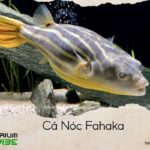cá nóc fahaka