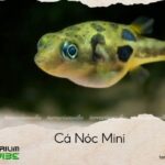 cá nóc mini