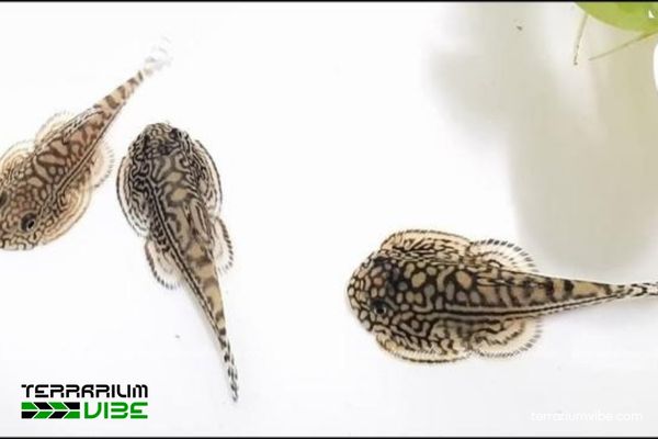 Cá Tỳ Bà Bướm 1 Tìm hiểu về đặc điểm sinh học của Cá Tỳ Bà Bướm
