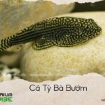 cá tỳ bà bướm