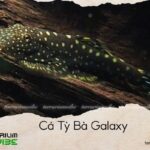 cá tỳ bà galaxy