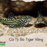 Cá Tỳ Bà Tiger Vàng