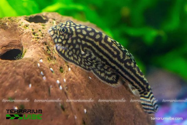 Cá Tỳ Bà Tiger Vàng 2 Cá Tỳ Bà Tiger Vàng sinh sản bằng cách đẻ trứng trên đá và bề mặt cứng