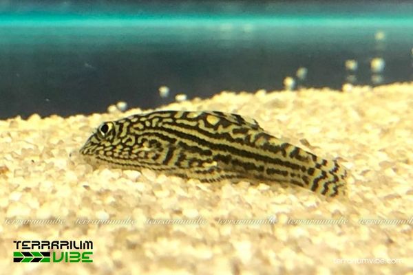 Cá Tỳ Bà Tiger Vàng 3 Cá Tỳ Bà Tiger Vàng có thể nuôi chung với nhiều loài cá thủy sinh hiền lành