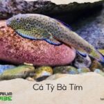 cá tỳ bà tím