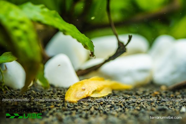 Cá Tỳ Bà Vàng 1 Đặc điểm hình thái sinh học đặc biệt Cá Tỳ Bà Vàng