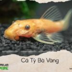 cá tỳ bà vàng