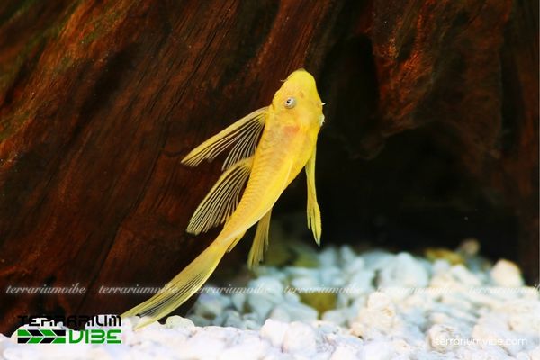 Cá Tỳ Bà Vàng 2 Đặc điểm và tập tính sống của Cá Tỳ Bà Vàng