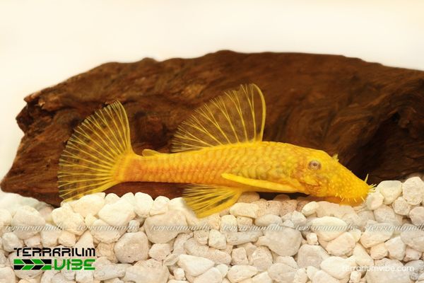 Cá Tỳ Bà Vàng 3 Điều kiện môi trường cần thiết để chăm Cá Tỳ Bà Vàng