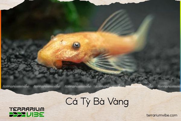 ca-ty-ba-vang cá tỳ bà vàng