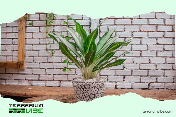 Mệnh Kim hợp cây gì? Gợi ý cây phong thủy rước tài lộc, bình an 2 Người mệnh Kim nên trồng cây Bạch Mã Hoàng Tử trang trí bàn làm việc để thăng tiến sự nghiệp