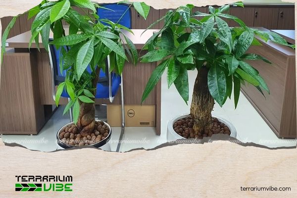 Mệnh Kim hợp cây gì? Gợi ý cây phong thủy rước tài lộc, bình an 3 Nên đặt cây Kim Ngân tại khu vực thờ cúng Thần Tài để hút tài lộc cho mệnh Kim