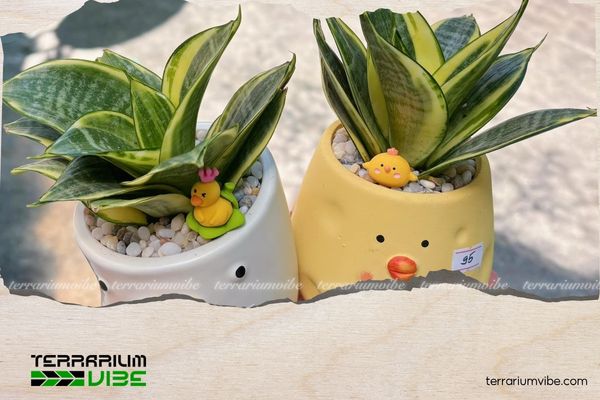 Mệnh Kim hợp cây gì? Gợi ý cây phong thủy rước tài lộc, bình an 4 Chất liệu chậu cây hợp mệnh Kim thường là gốm sứ, đất nung