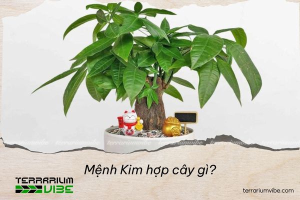 Mệnh Kim hợp cây gì? Gợi ý cây phong thủy rước tài lộc, bình an